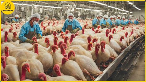 How Are Turkeys Produced