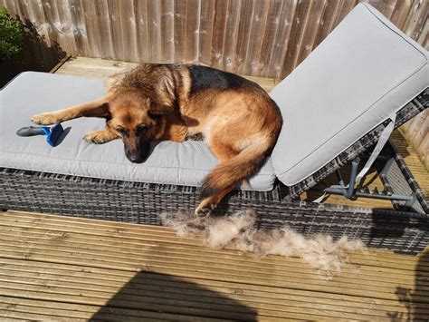 The How Bad Do Long Haired German Shepherds Shed With Simple Style