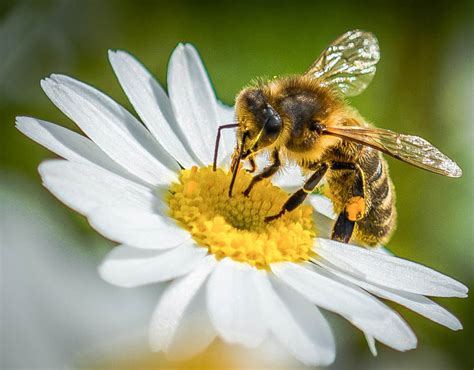 How Bees Get Nectar From Flowers