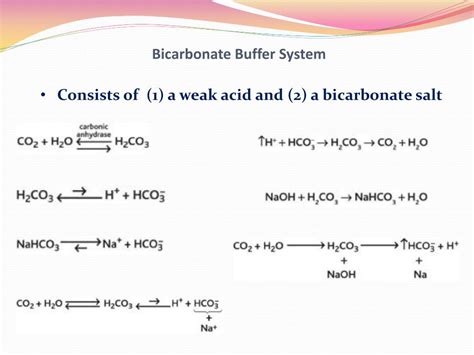 how bicarbonate buffer system works