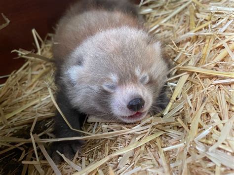 how big are baby red pandas when they are born