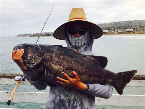 how big are black sea bass