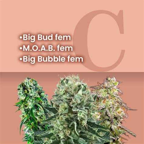 How Big Are Buds Classes