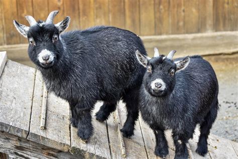how big are pygmy goats