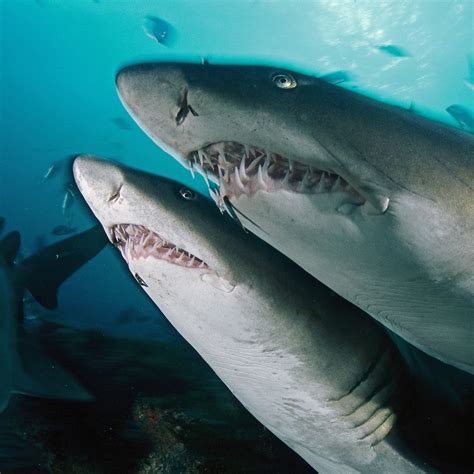 how big are sand tiger sharks