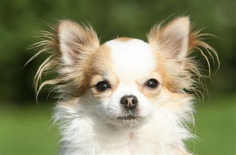 This How Big Can A Long Haired Chihuahua Get With Simple Style