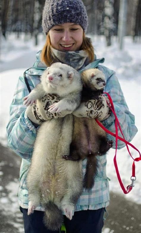 how big can ferrets get