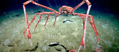 how big can japanese spider crabs get