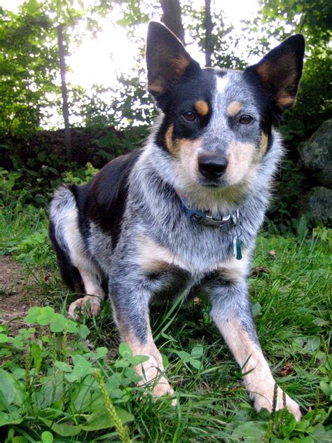 how big do australian cattle dog mixes get