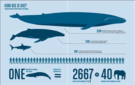 how big do blue whales get