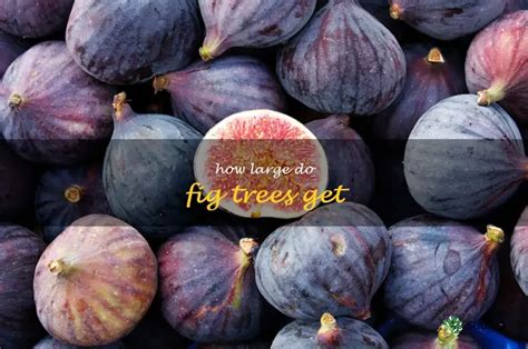 how big do fig trees get