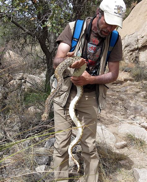 how big do gopher snakes get