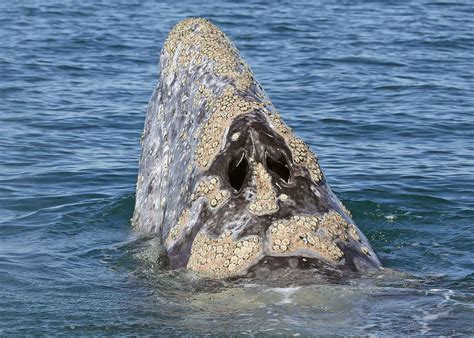 how big do gray whales get