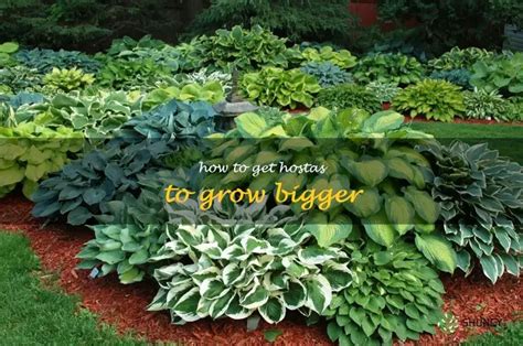 how big do hostas get