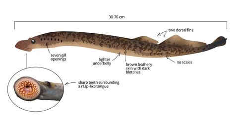 how big do lampreys get