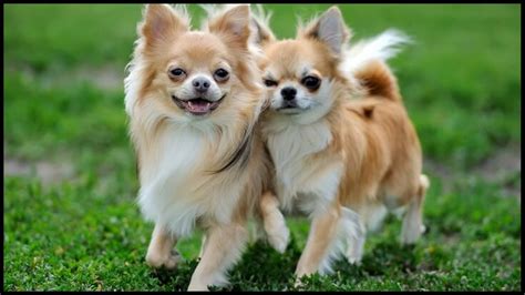Fresh How Big Do Long Haired Chihuahuas Get For Short Hair