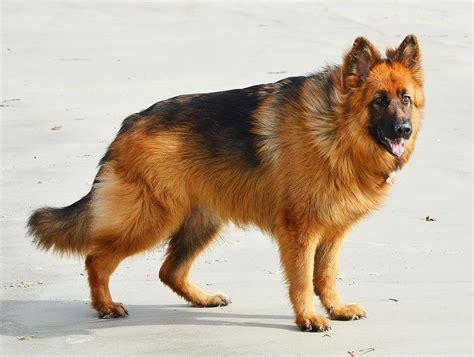 This How Big Do Long Haired German Shepherds Get Hairstyles Inspiration