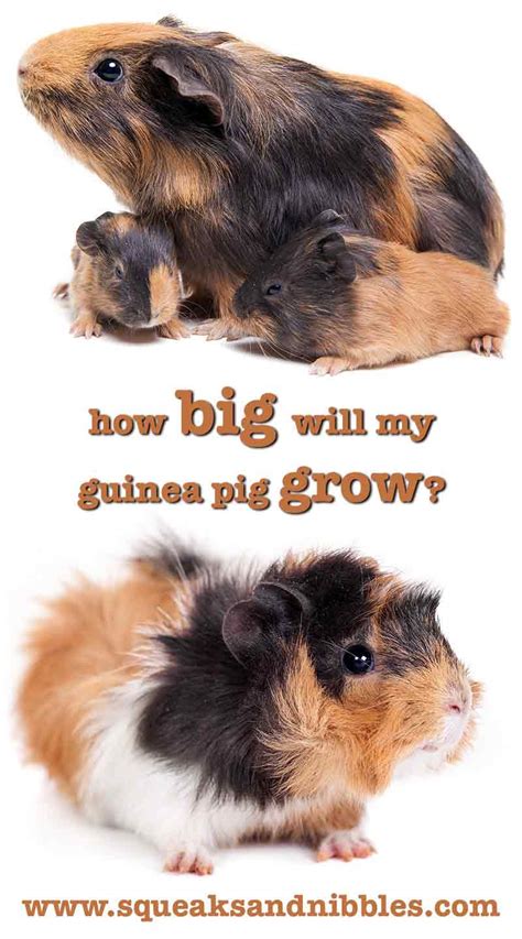 Stunning How Big Do Long Haired Guinea Pigs Get For Hair Ideas