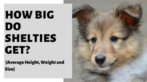 How Big Do Mini Shelties Get