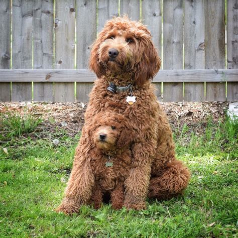 How Big Do Miniature Goldendoodles Get