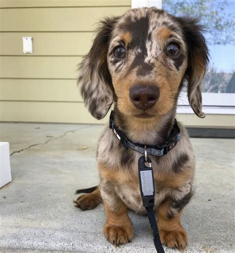  79 Gorgeous How Big Do Miniature Long Haired Dachshunds Get For Short Hair
