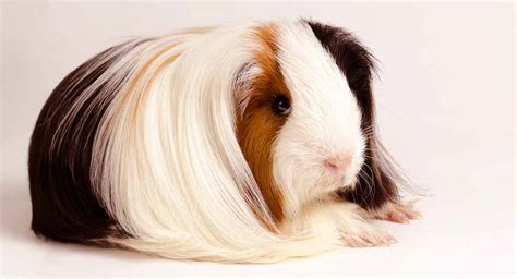  79 Popular How Big Do Peruvian Guinea Pigs Get With Simple Style