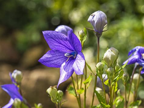 How Big Do Platycodon Grow