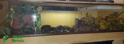 How Big Does A Ball Python Cage Need To Be