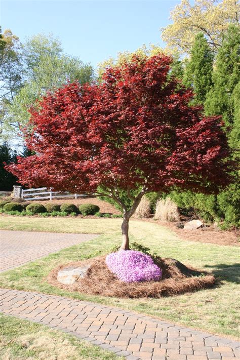 how big does a japanese maple get