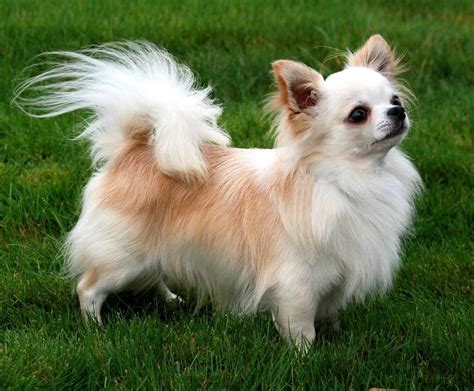 Fresh How Big Does A Long Haired Chihuahua Get For Short Hair