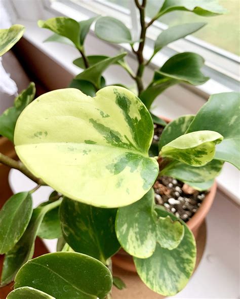 how big does a peperomia obtusifolia get