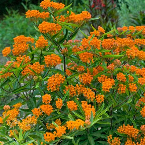 how big does butterfly weed get