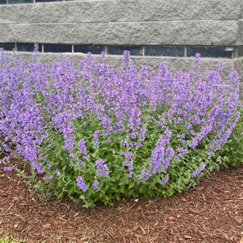 How Big Does Walker's Low Catmint Get