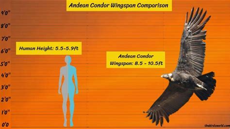 how big is a condor's wingspan