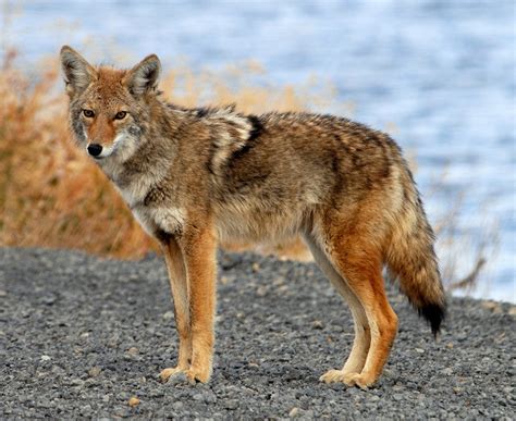 how big is a full grown coyote