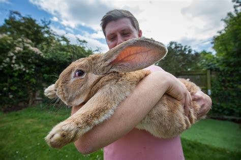 how big is a hare