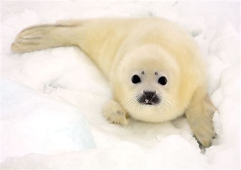 how big is a harp seal