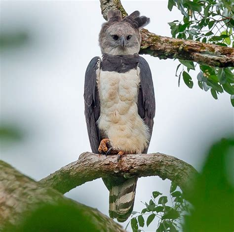 how big is a harpy eagle