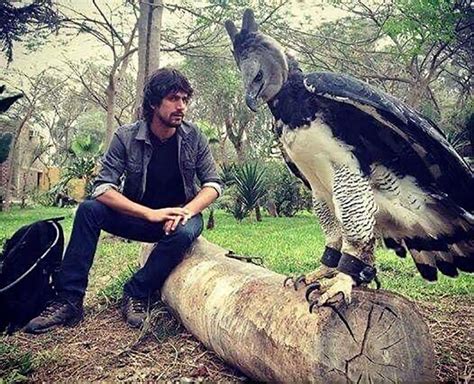 how big is a harpy eagle compared to a human
