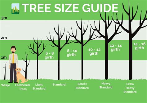 How Big Is A Standard Tree