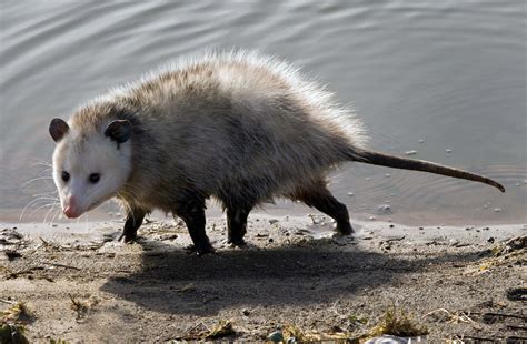 how big is a virginia opossum