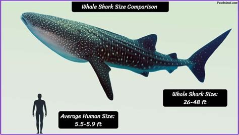 how big is a whale shark compared to a human