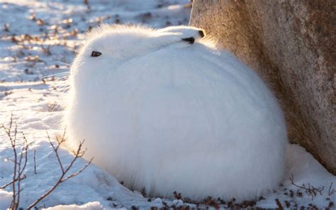 how big is an arctic hare