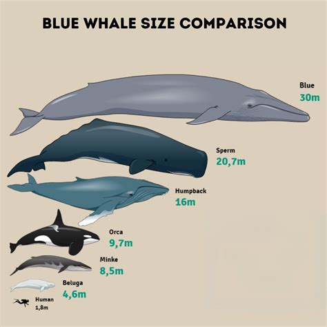 how big is an average whale