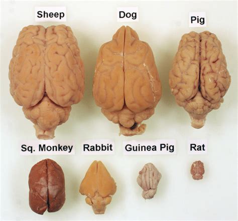 Perfect How Big Is The Average Cat Brain Trend This Years