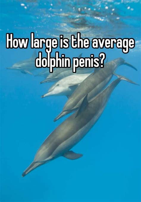 how big is the average dolphin