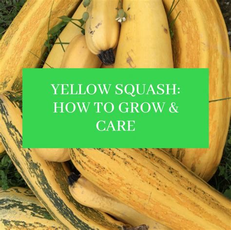 How Big Should Squash Be Before Picking