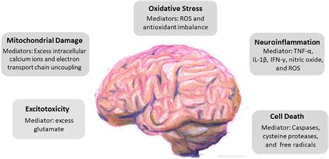 How Brain Damage Happens: Causes And Risk Factors To Watch