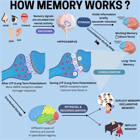 How Brain Memory Actually Works: A Simple Guide