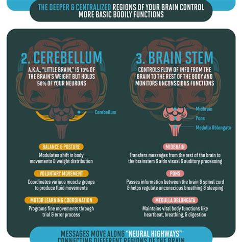 How The Brain Stores Memory: A Guide To The Hippocampus And Encoding